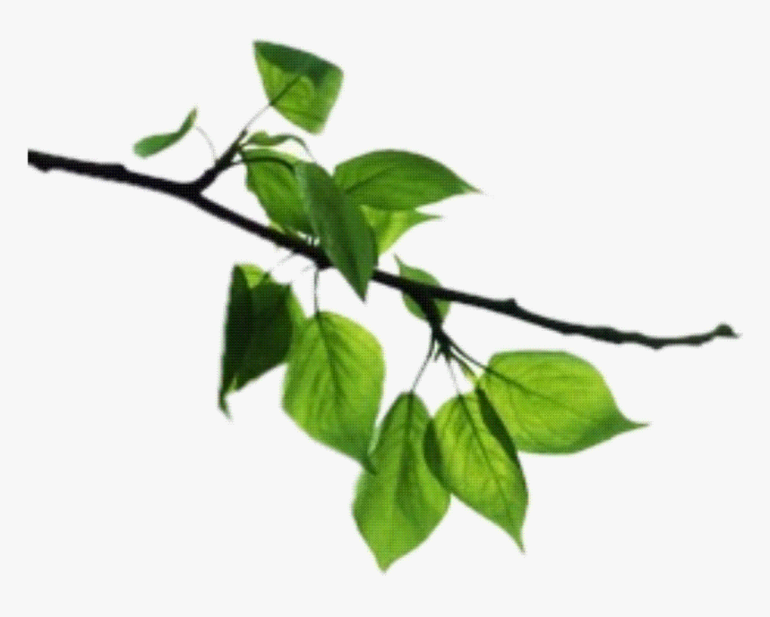 Transparent Tree Limb Png - Orange Tree Leaf Png, Png Download, Free Download