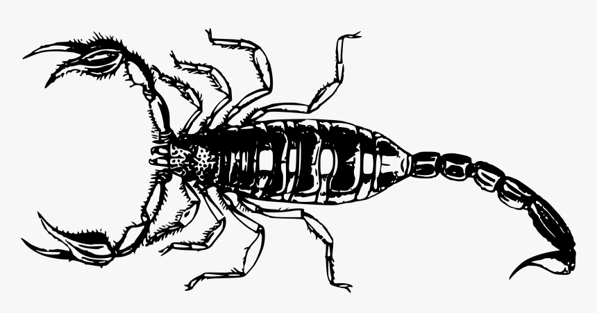 Scorpion Transparent Png - Scorpion Png, Png Download, Free Download