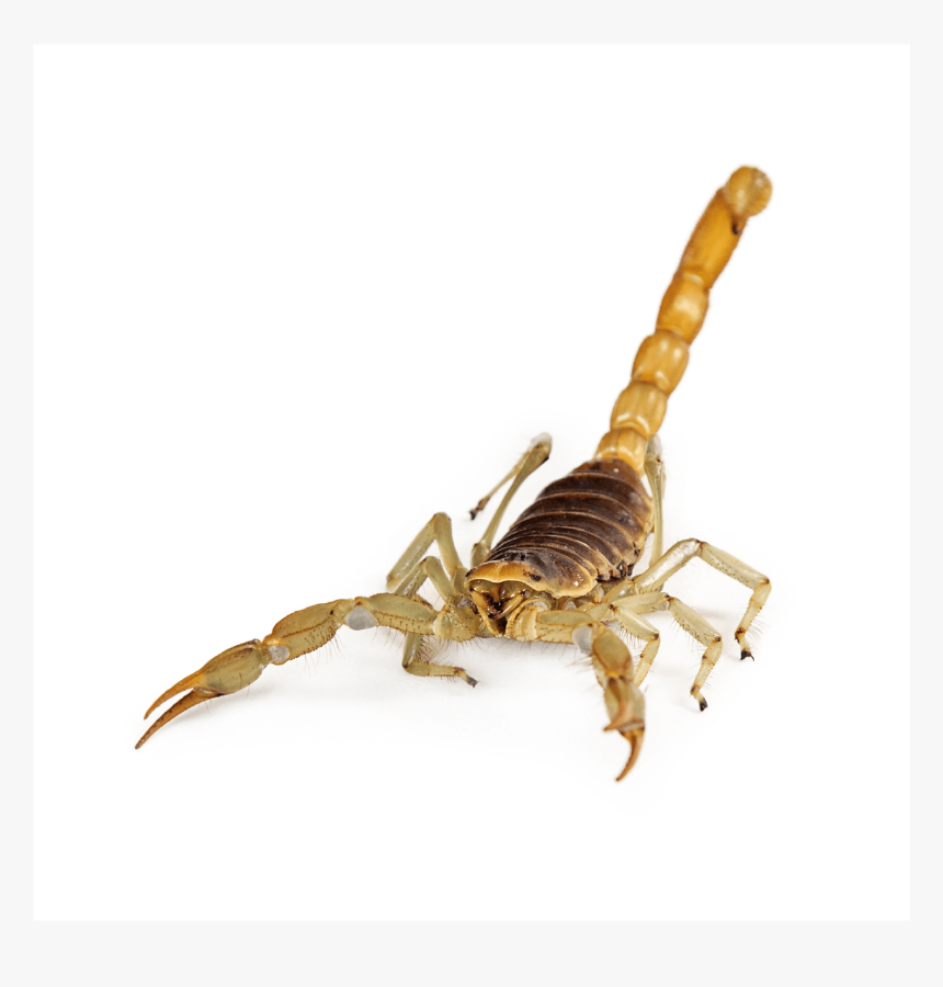 Burns Pest Elimination-05 - Escorpião De Frente, HD Png Download, Free Download