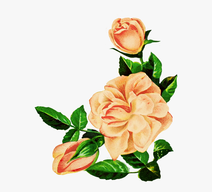 Drawing Of Pink Roses - Flower Rose Drawing Png, Transparent Png, Free Download