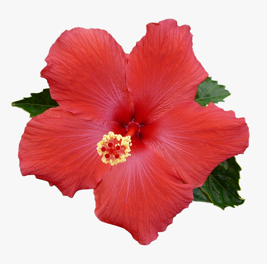 Collection Of Free Hibiscus Transparent Background, HD Png Download, Free Download