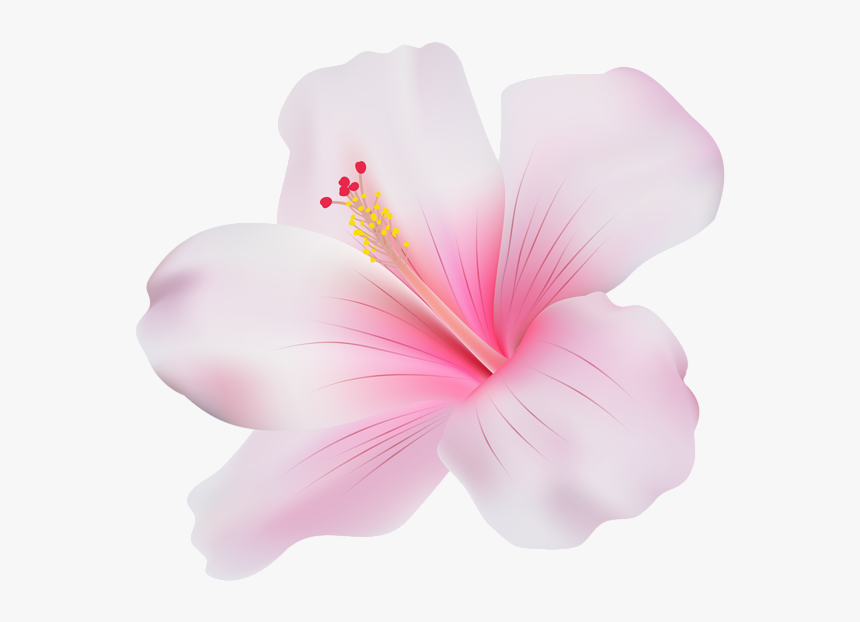 Transparent Hibiscus Png, Png Download, Free Download