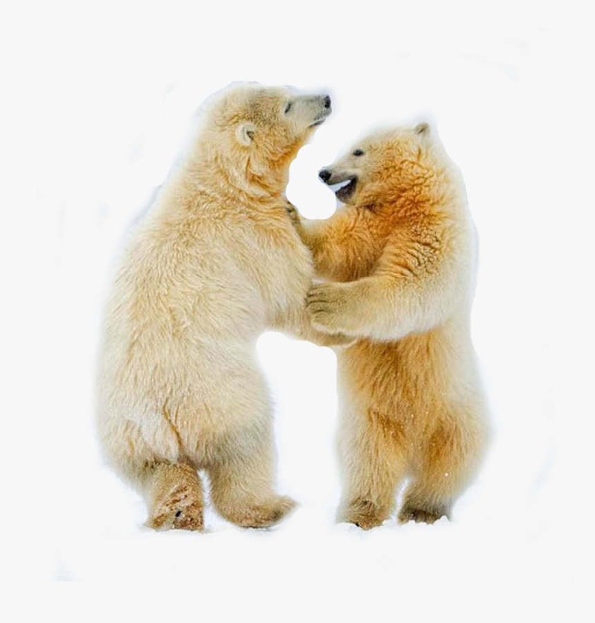 Polar Bear Cubs Arctic Fox Dance - Cub Polar Bear Png, Transparent Png, Free Download