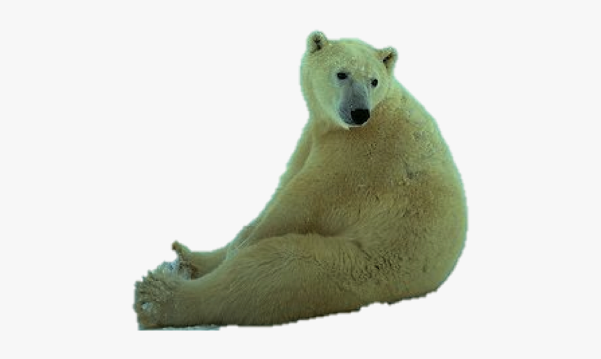 Polar Bear, HD Png Download, Free Download