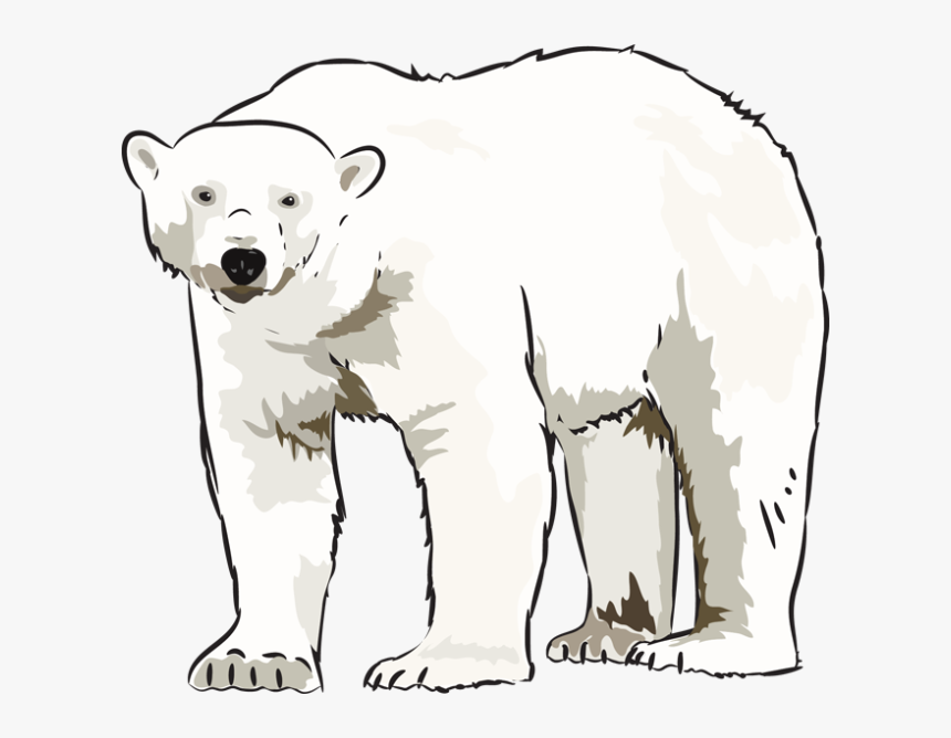 Transparent Polar Bear Clip Art - Polar Bear Art Clip, HD Png Download, Free Download