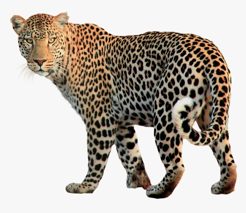 Download Jaguar Png Transparent Images Transparent - Jaguar Png, Png