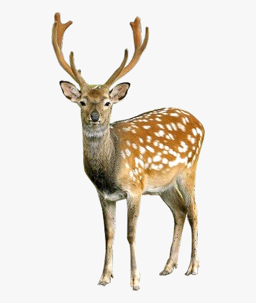 Transparent Background Deer Png, Png Download, Free Download