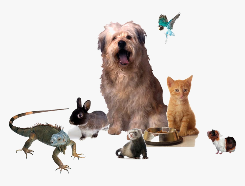 Different Kinds Of Pets Png, Transparent Png, Free Download