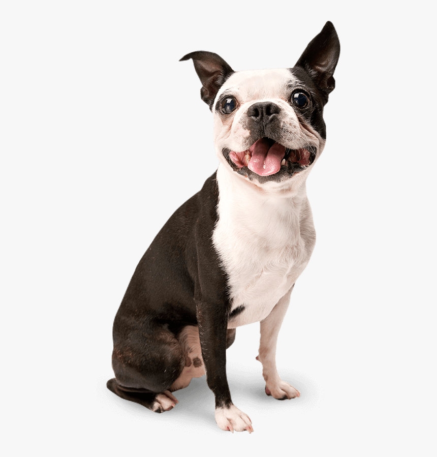 Isolated Dog, HD Png Download, Free Download