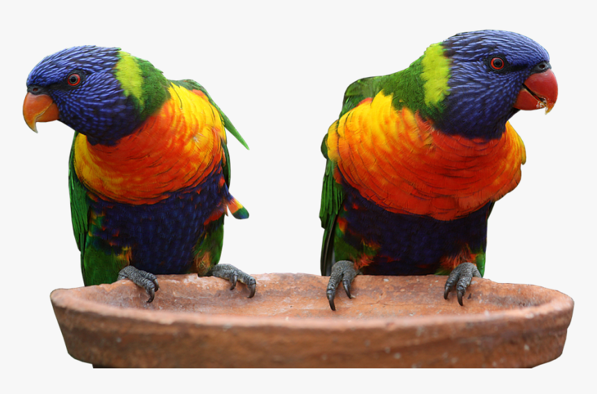 Two Multi Colors Parrots Png Image - Blue Green And Orange Parrot, Transparent Png, Free Download