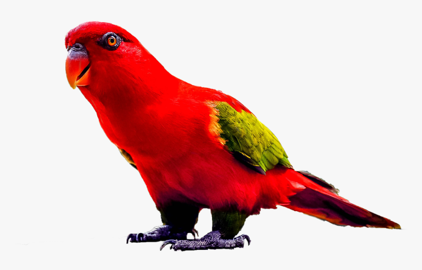 red parrots