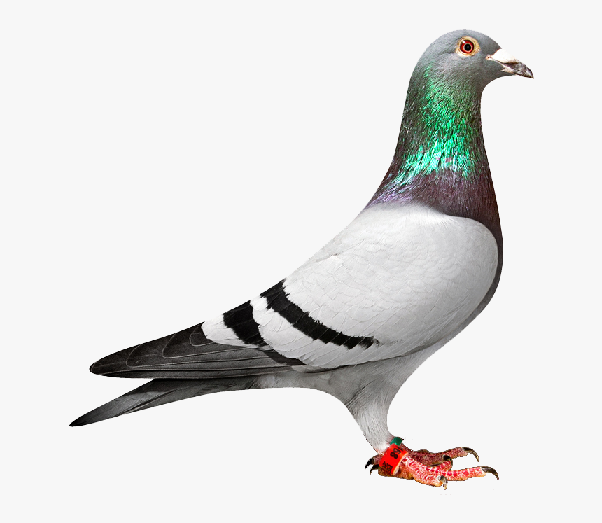 Pigeon Png Transparent Png , Png Download - Racing Pigeon Png, Png Download, Free Download