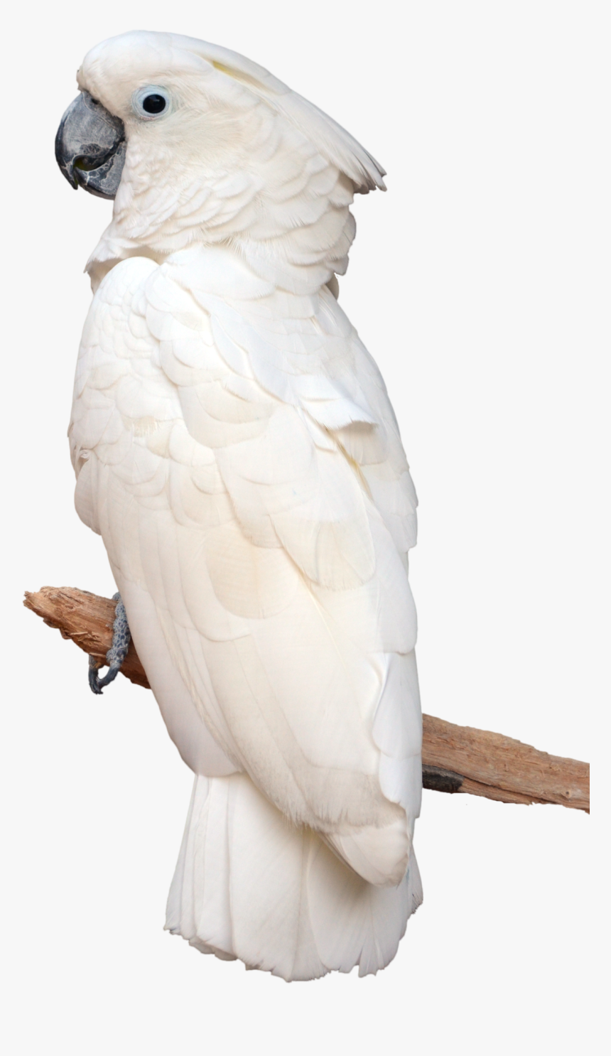 Parrot, Artwork, Painting, Birds, Stock Photos, Sculptures, - Parrot White, HD Png Download, Free Download