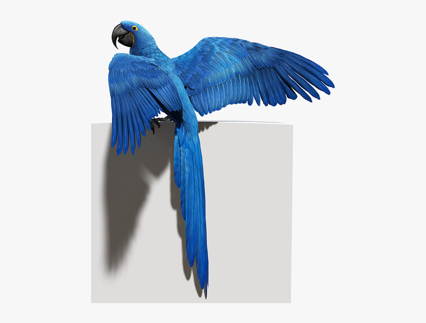 Blue Parrot Png Photo - Blue Parrot Transparent Png, Png Download, Free Download