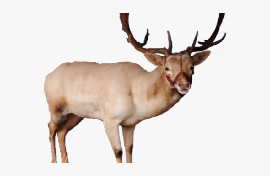 Reindeer Png Transparent Images - Elk, Png Download, Free Download