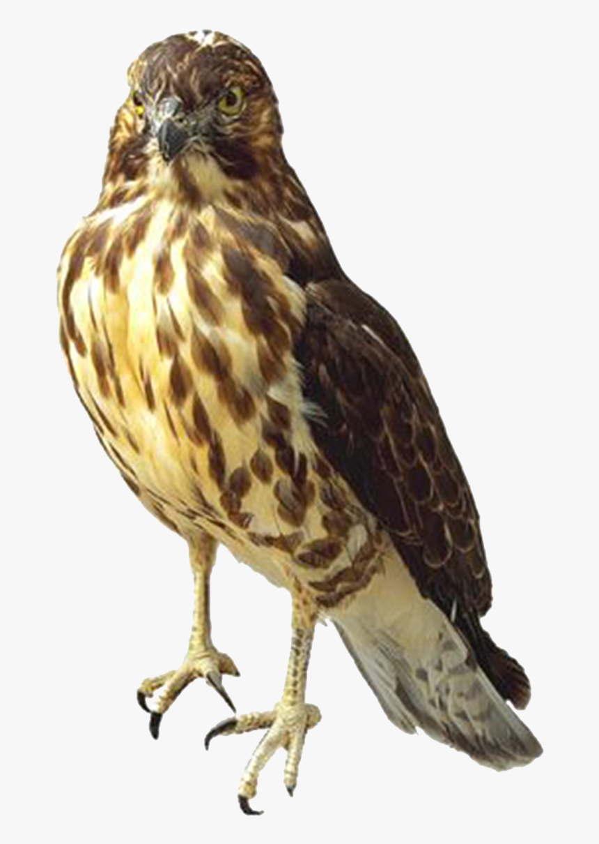 Hawk Png Image - Red Shouldered Hawk Png, Transparent Png, Free Download