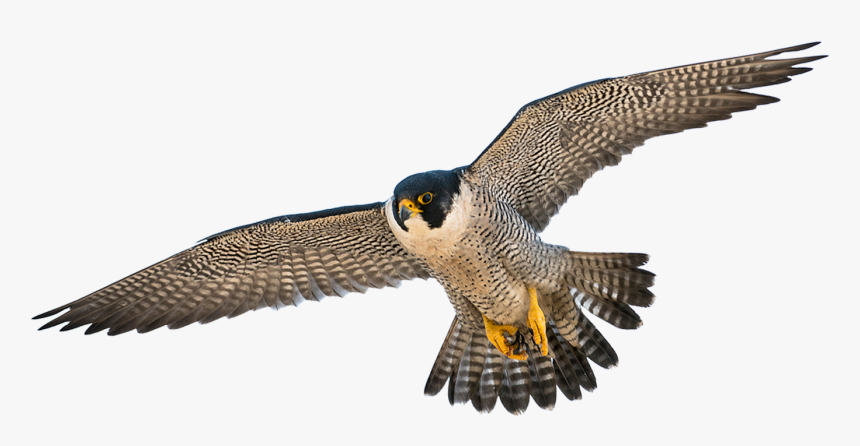 Peregrine Falcon Png - Hawk, Transparent Png, Free Download