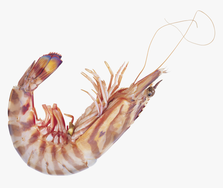 Shrimp Png - Shrimp High Resolution, Transparent Png, Free Download