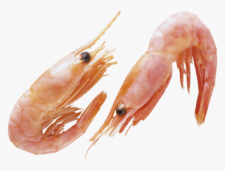 Shrimp Animal Png - Transparent Background Shrimps Png, Png Download 