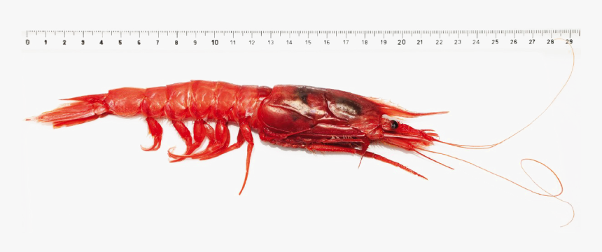 Transparent Shrimp Png - Antarctic Krill, Png Download, Free Download