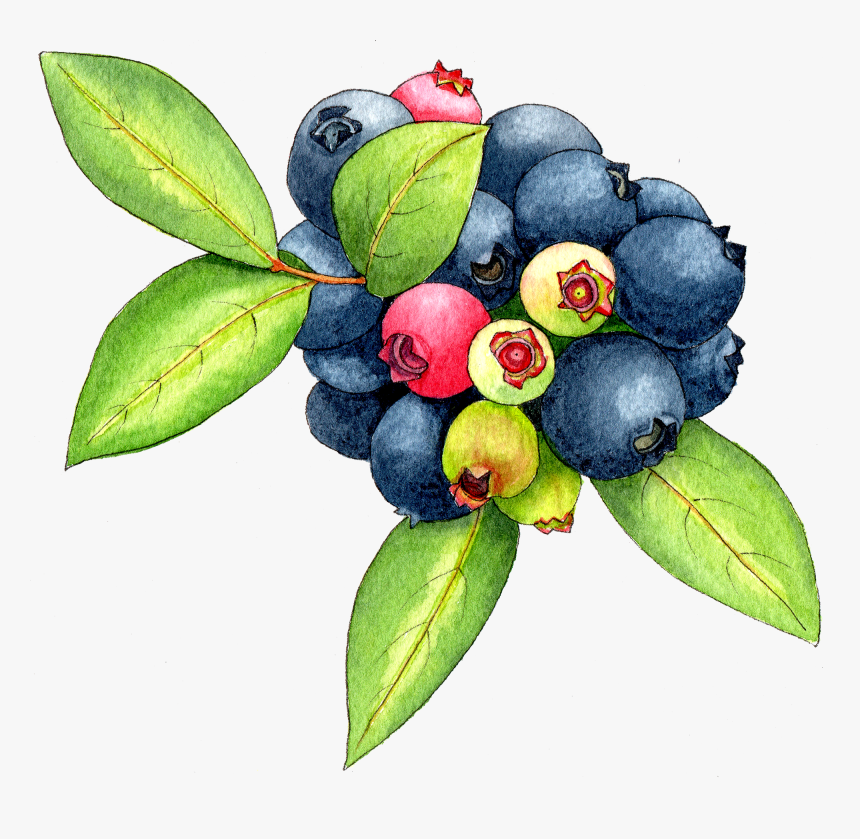 Berries Watercolor Png, Transparent Png, Free Download