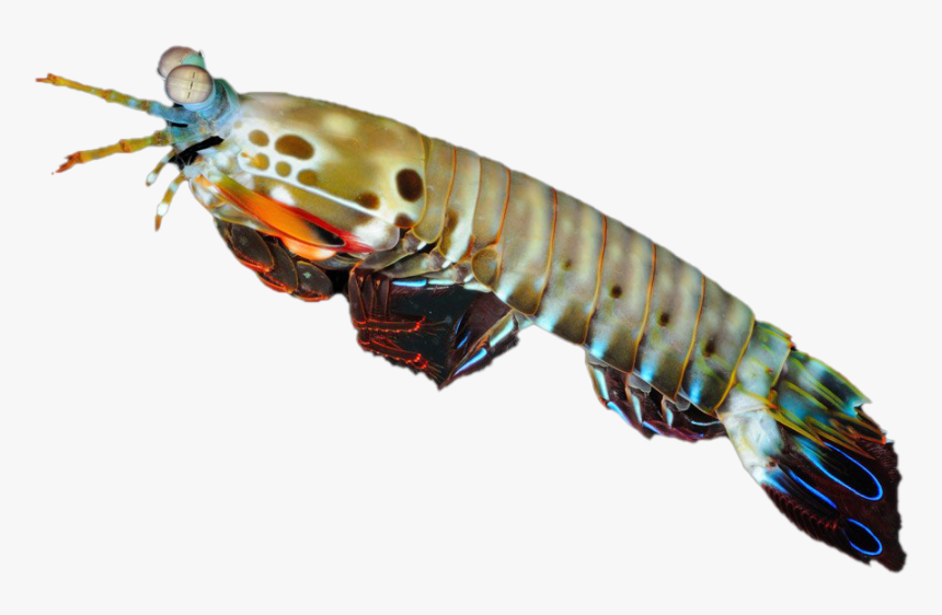 Shrimp Transparent Background Png - Antarctic Krill, Png Download, Free Download