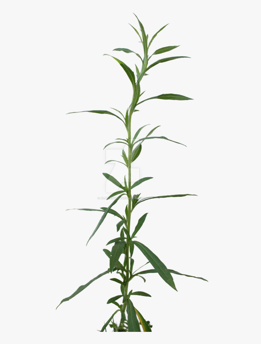 Png Weed Cut Out - Dendrobium, Transparent Png, Free Download