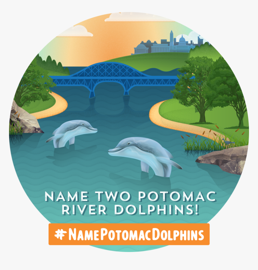 Dolphins-circle - Poster, HD Png Download, Free Download