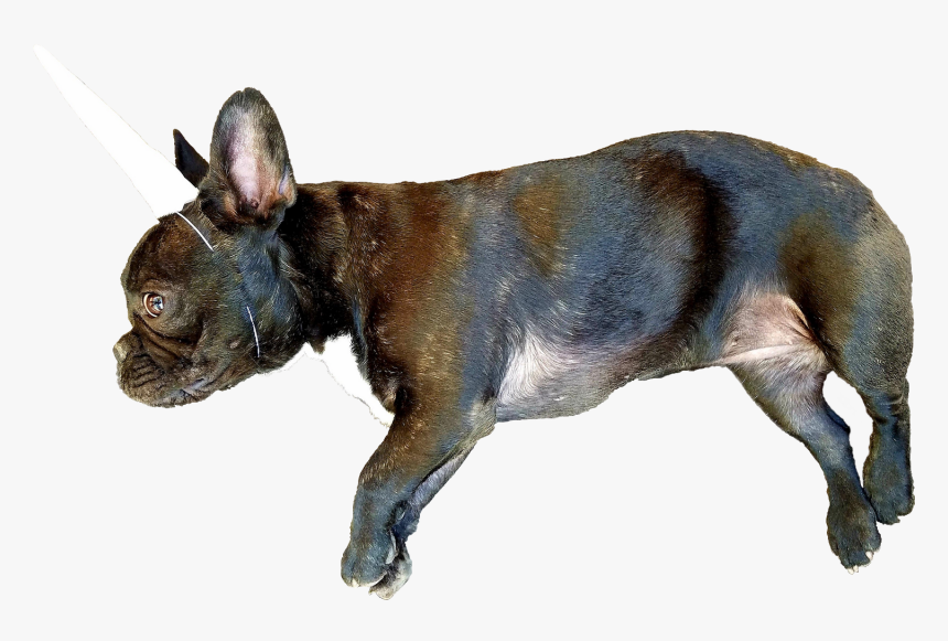 French Bulldog, HD Png Download, Free Download