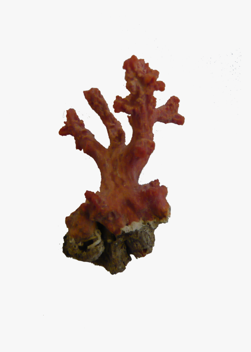 Coral Png Picture - Post Oak, Transparent Png, Free Download