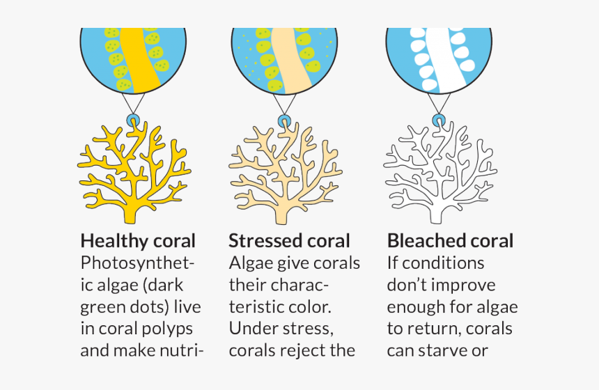 Coral Reef Clipart Bleached Ocean Coral Reef Clip- - Coral Reef Bleaching Clipart, HD Png Download, Free Download