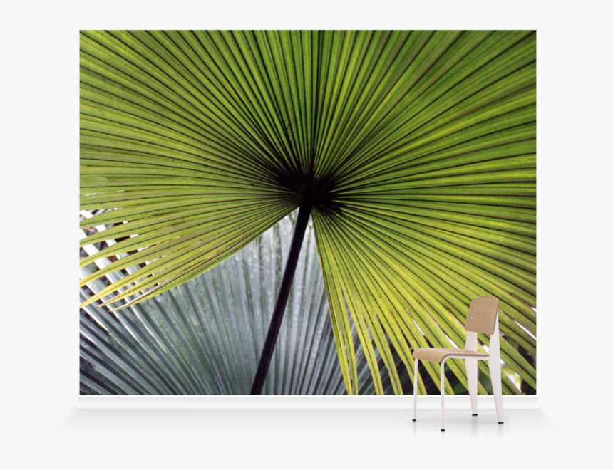 Saw Palmetto, HD Png Download, Free Download