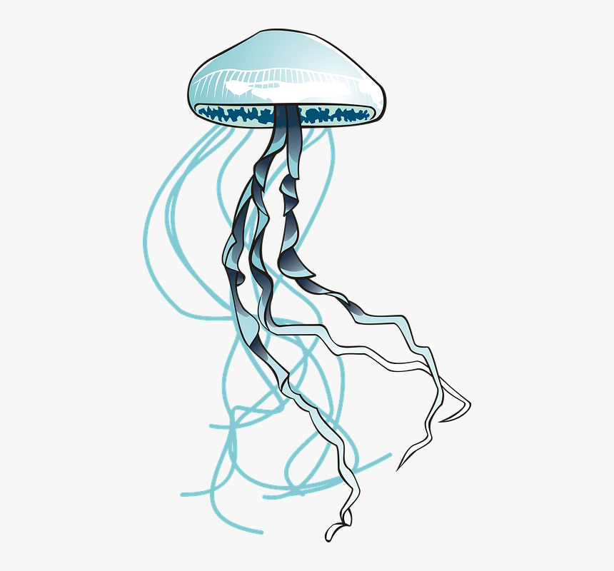 Download Jellyfish Sea Ocean Water Filaments Urticant Jellyfish Svg Free Hd Png Download Kindpng