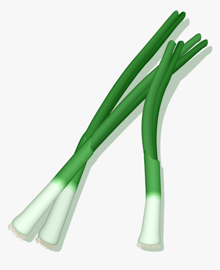 Leek Png - Shallots Definition, Transparent Png, Free Download