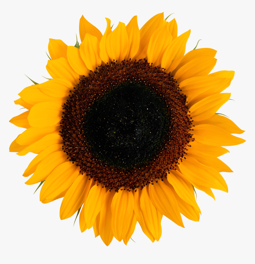 Free Free 208 Transparent Sunflower Svg Free SVG PNG EPS DXF File