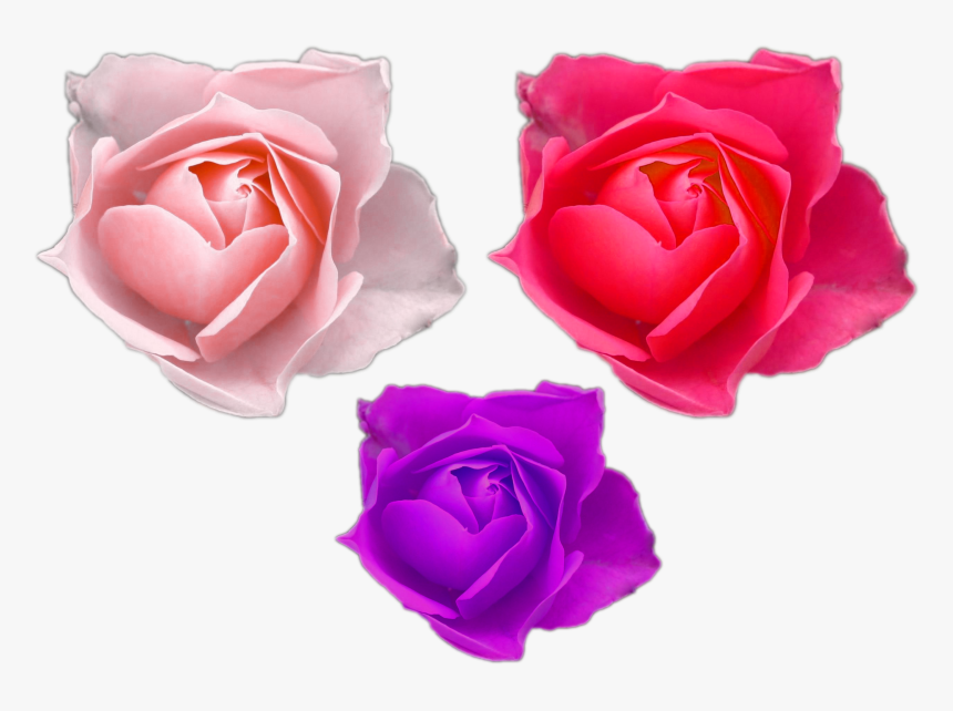 Transparent Rose Png - Rose, Png Download, Free Download