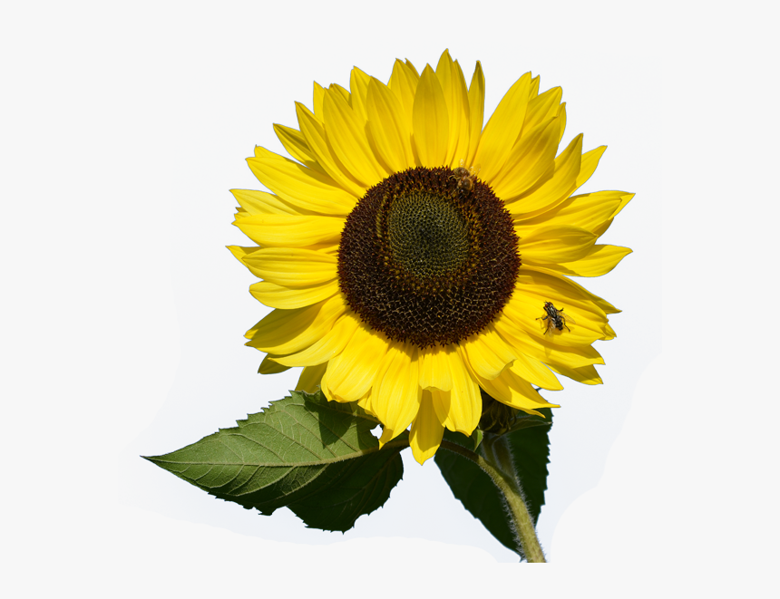 Sunflower Png Image - Sunflower Png, Transparent Png, Free Download