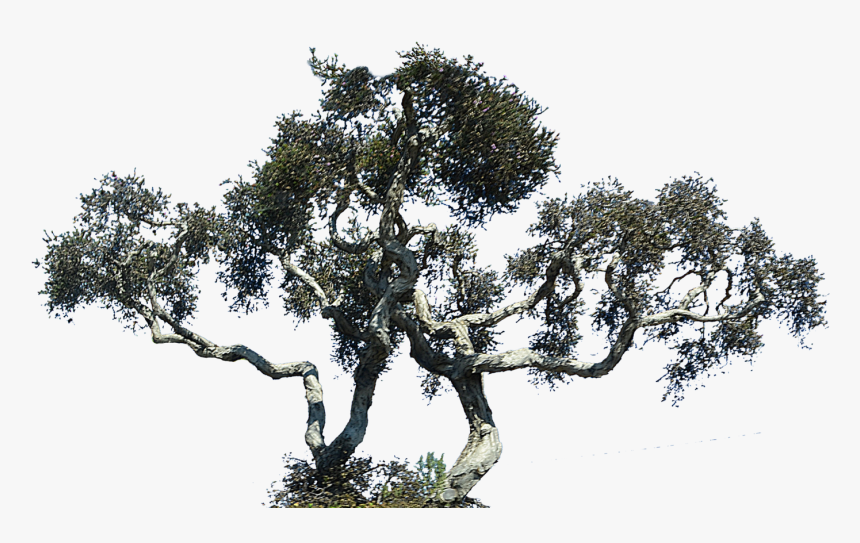 Branch - Cypress Tree Png Hd, Transparent Png, Free Download