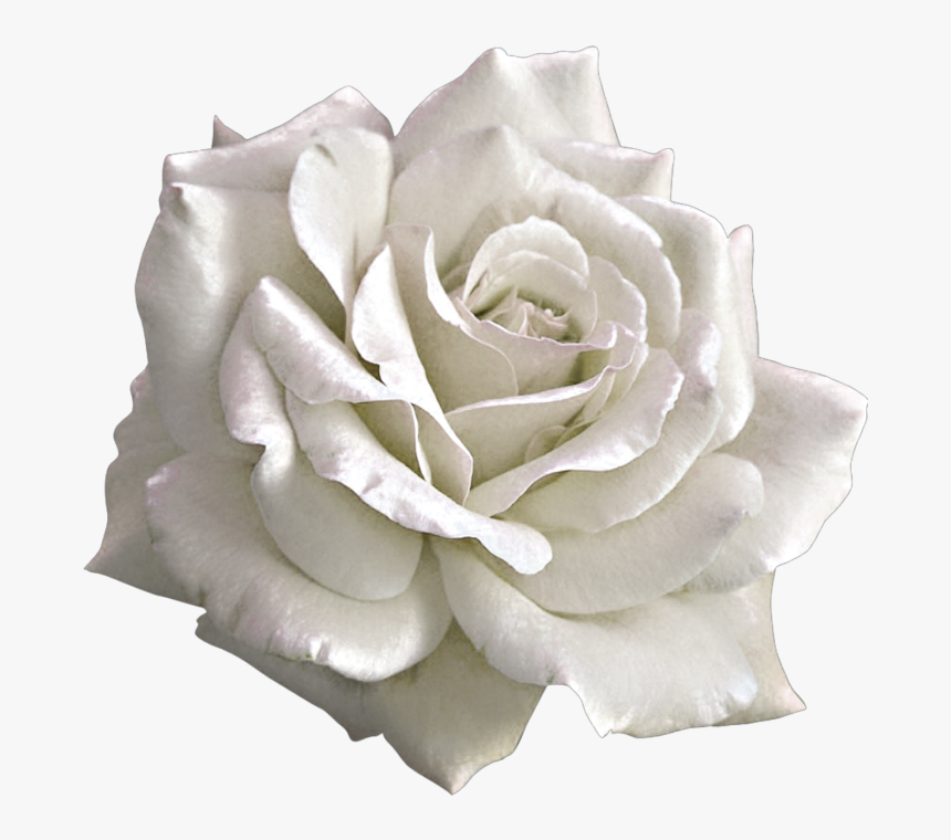 ✧ - Rose Pink Flowers Png, Transparent Png, Free Download