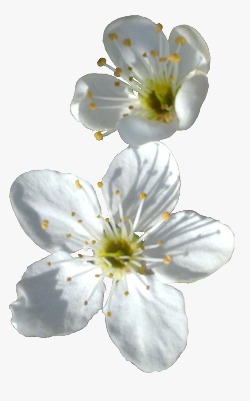 Spring Flower Png Transparent Image - Spring Flower Png, Png Download, Free Download