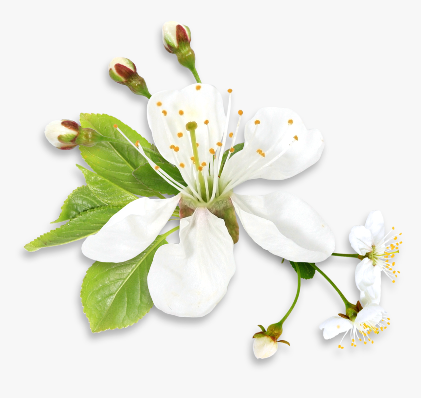 Green Flower Background Png, Transparent Png, Free Download