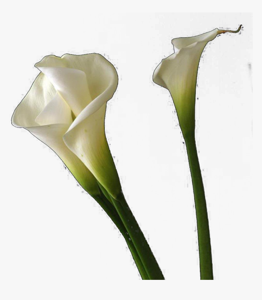 Arum - Calla Lilies Png Transparent, Png Download, Free Download