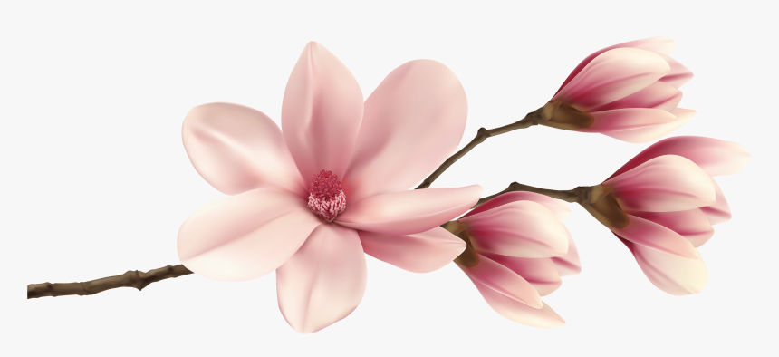 Spring Magnolia Branch Png Clip Art Image - Pink Magnolia Clip Art, Transparent Png, Free Download