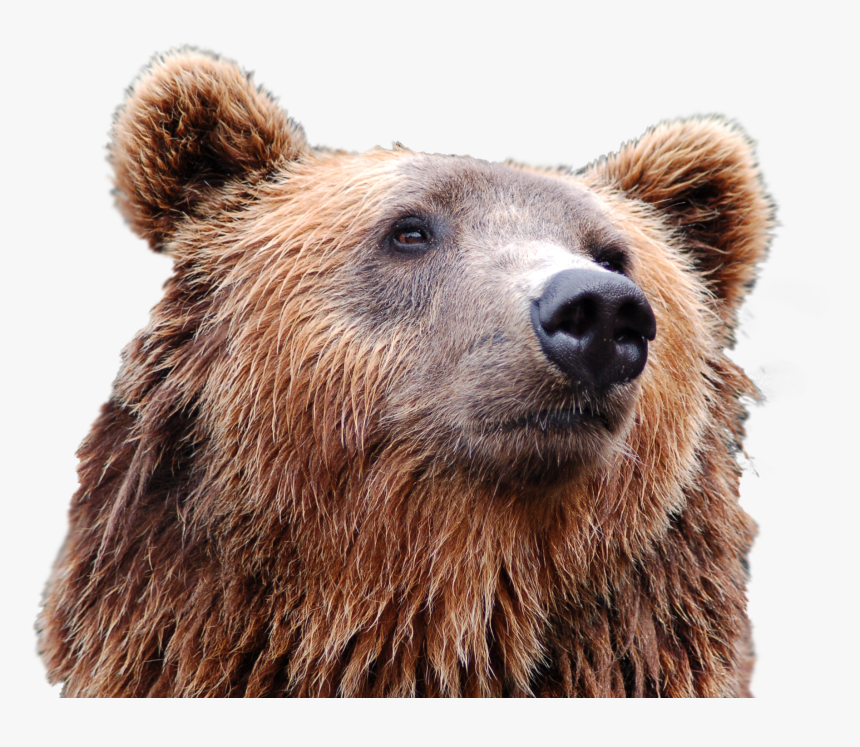 Bear Head, HD Png Download, Free Download