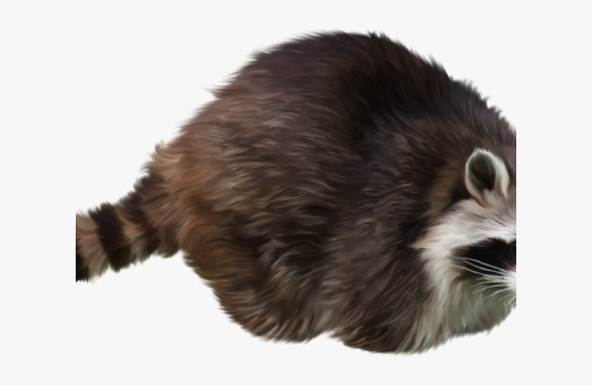 Raccoon Png Transparent Images - Raccoon Transparent Background, Png Download, Free Download