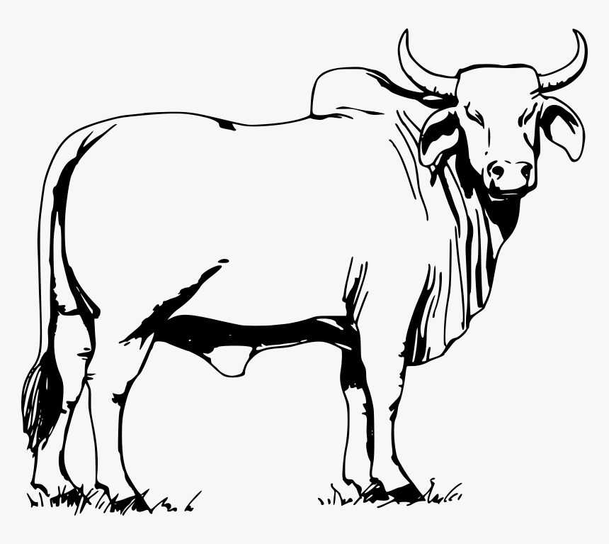 Bull Clipart Black And White, HD Png Download, Free Download