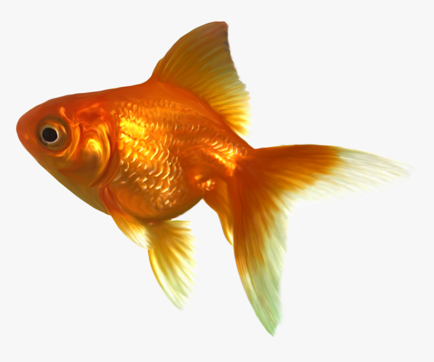 Realistic Goldfish Png Clipart - Goldfish Clipart, Transparent Png, Free Download