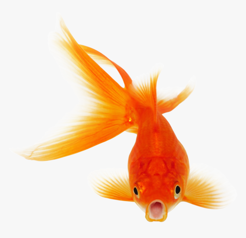 Goldfish Koi Clip Art - Goldfish Transparent Background, HD Png Download, Free Download