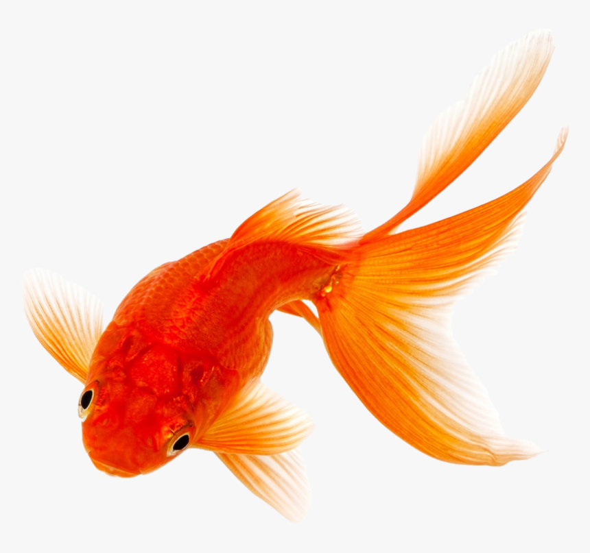 Goldfish Png Image Download - Goldfish Png, Transparent Png, Free Download