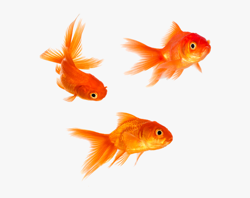 goldfish png transparent background gold fish png png download kindpng transparent background gold fish png